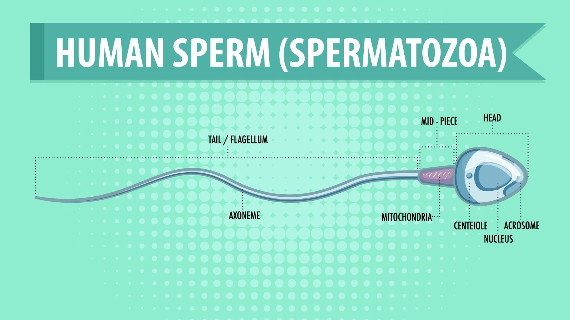 diagram-showing-human-sperm-spermatozoa_1308-95167.jpg